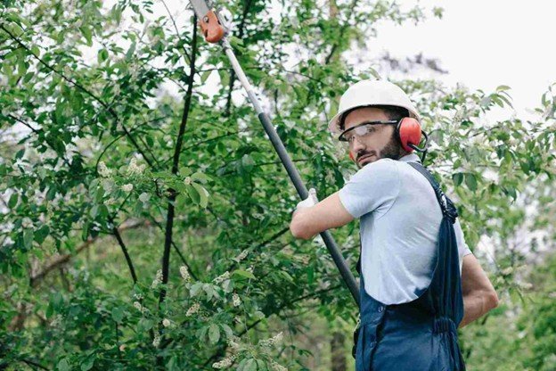 Best Time of Year for Tree Trimming in Northeast Ohio
