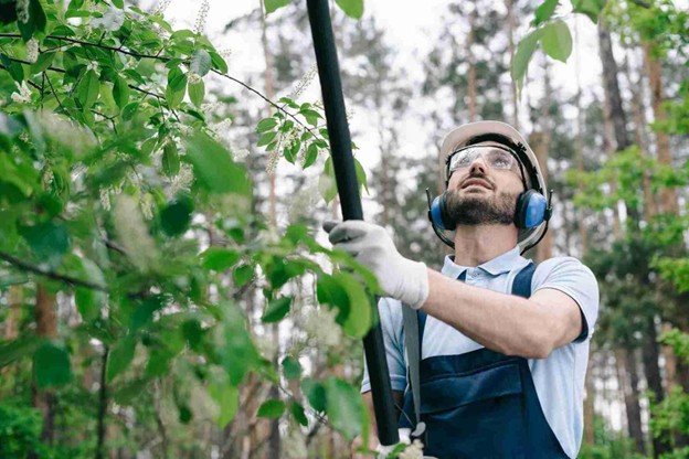 Why Regular Tree Maintenance Saves Homeowners Money in the Long Run