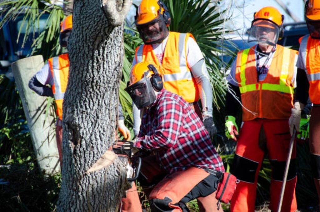 Tree removal crew cutting tree safely with chainsaw and protective gear in Twinsburg, OH
