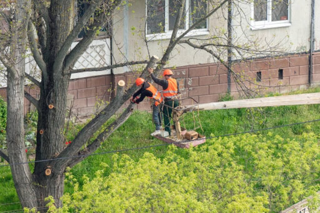 Tree trimming and pruning service improving tree health and structure in Twinsburg, OH