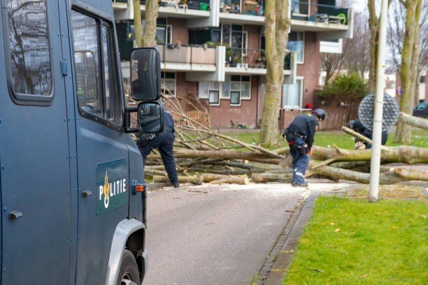 Tree service crew clearing fallen tree debris from residential street after storm damage