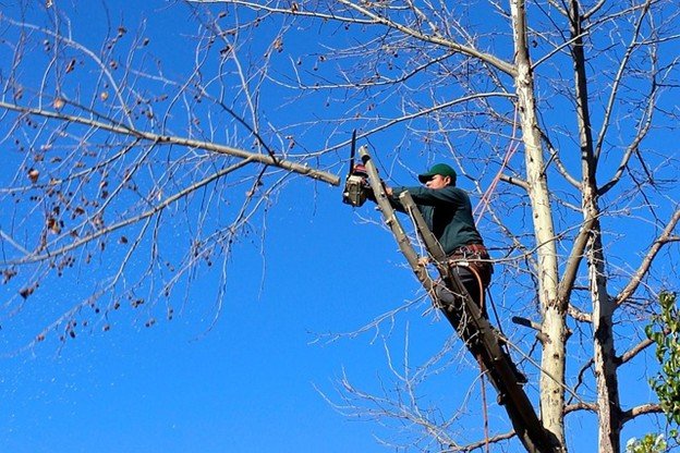 Overgrown tree with heavy branches near a residential home in Twinsburg, OH, before professional tree trimming