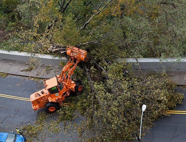 Heavy equipment removing large fallen tree blocking roadway after storm damage